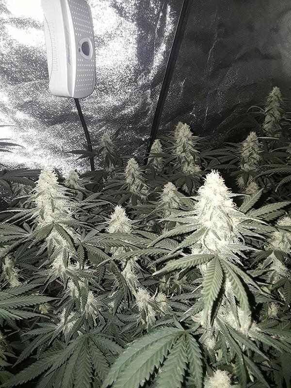 South African homegrown!