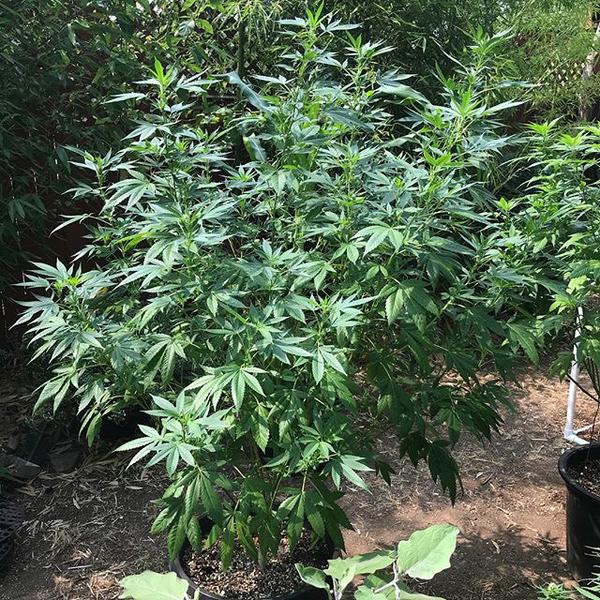 This outdoor grown cannabis plant is in a private, secluded space with easy access to water
