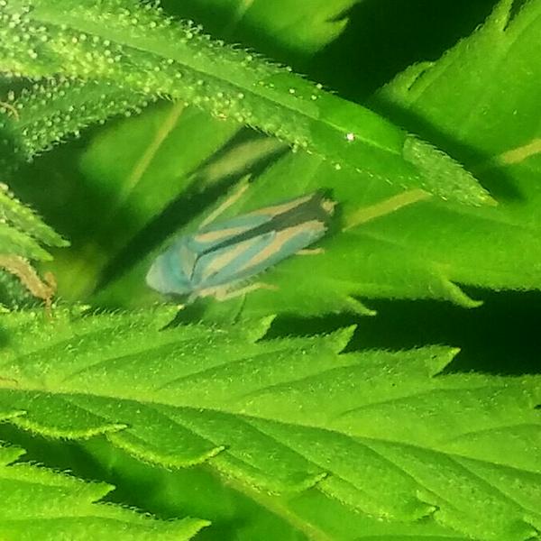 Leafhoppers are jerks...