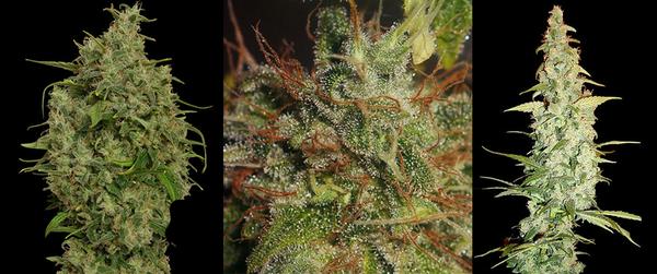 Three great strains featuring Sweet Tooth by Barneys farm