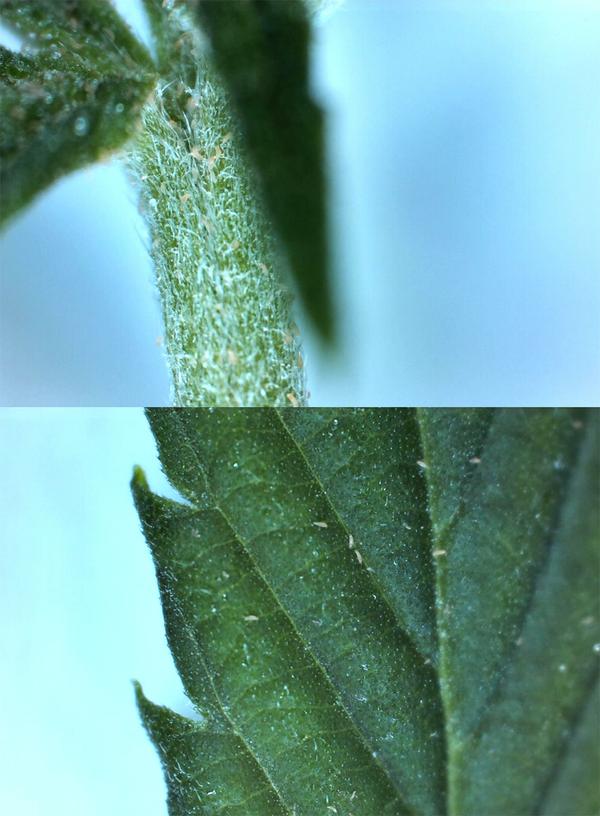 Thrips taking over a cannabis plant