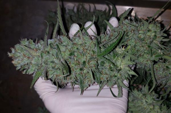 Click here to start growing big buds!