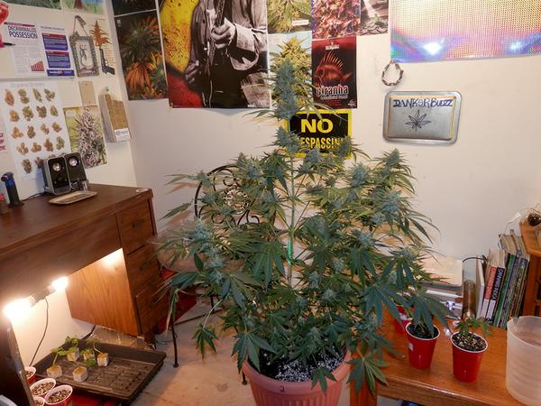 A cool cannabis plant in a cool room