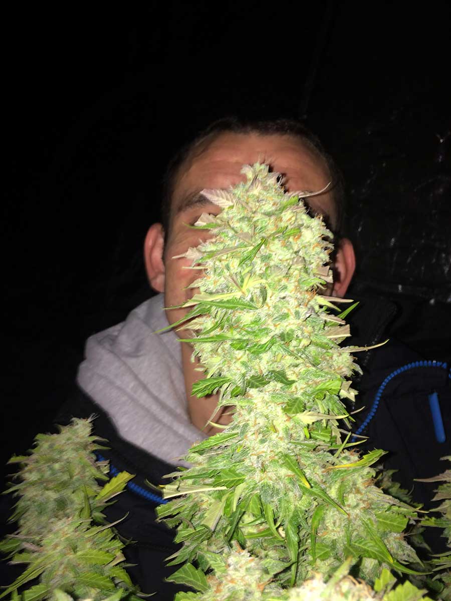 Look at the huge cola on this Blue Cheese Auto by Dinafem!