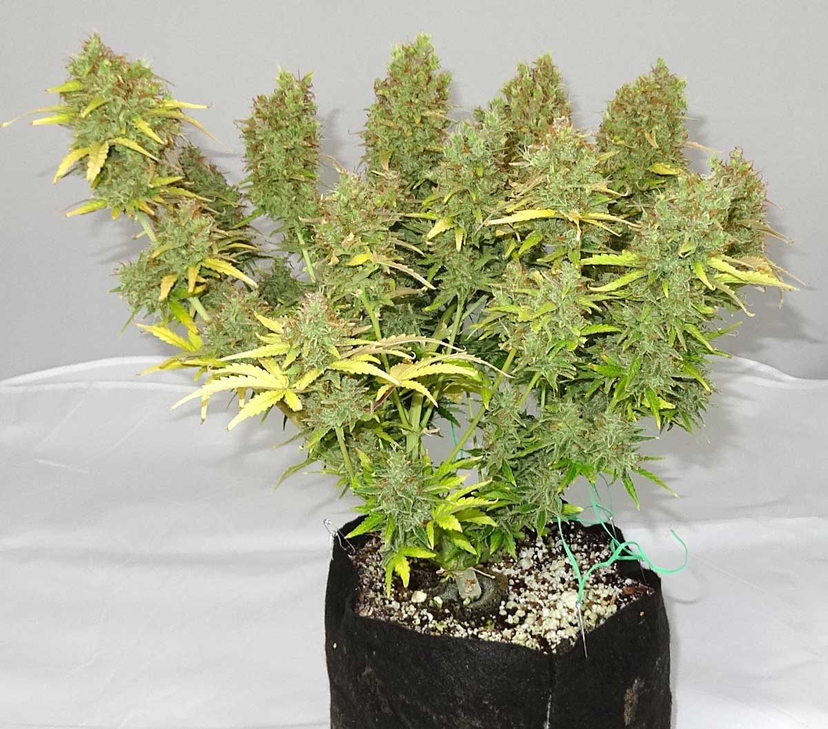 Example of an auto-flowering plant that is only 3 months from seed