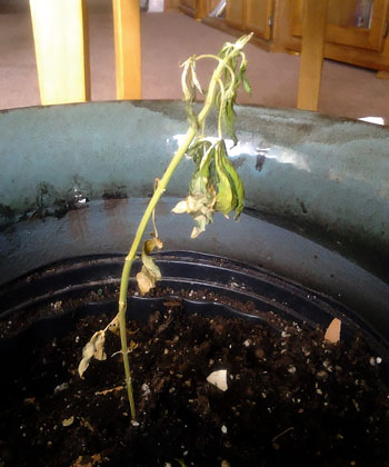 My dad's plant with bad seeds