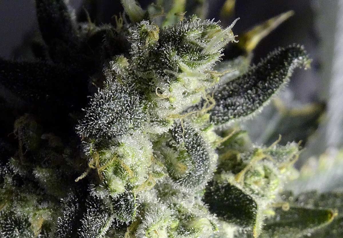 Trichomes on buds