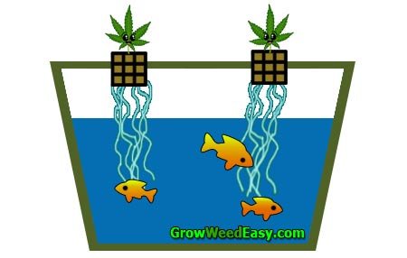 Growing cannabis with aquaponics diagram