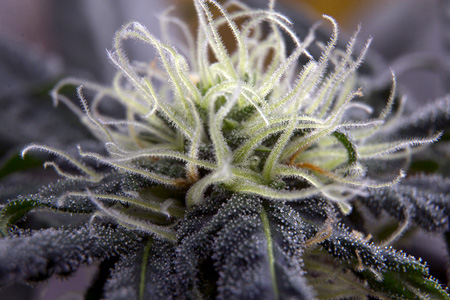 Now that's a great close-up of some pistils!