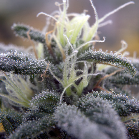 You can literally count the trichomes in this picture.
