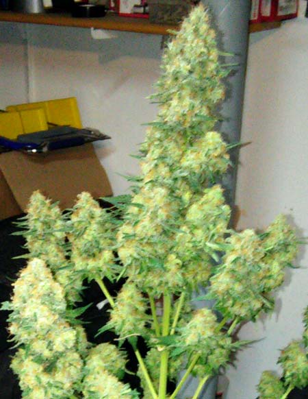 My dad's first plant with good seeds