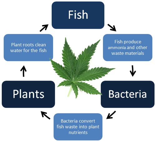 Aquaponics & Cannabis Cycle of Life