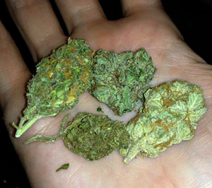 Cannabis buds in hand - variety of different strains