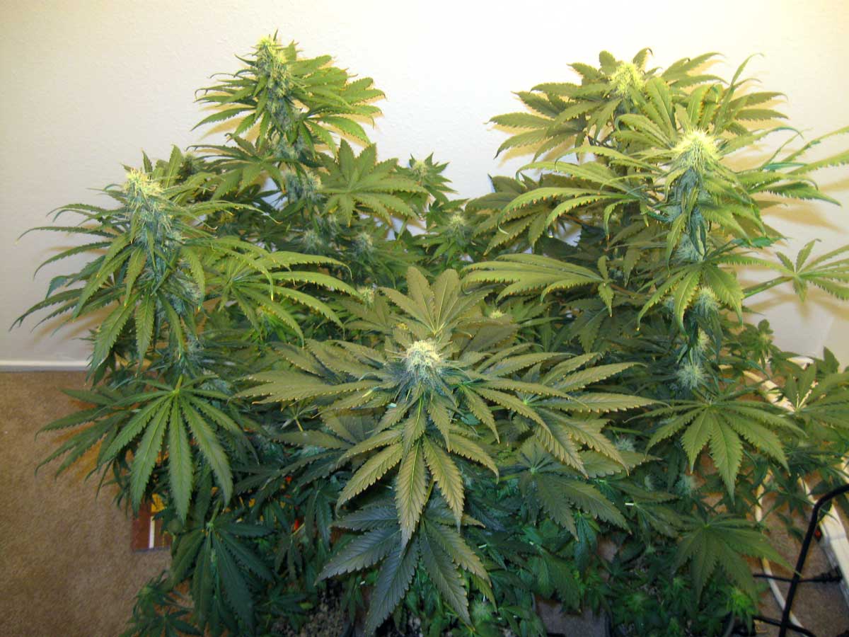 Here are those same plants after they started flowering