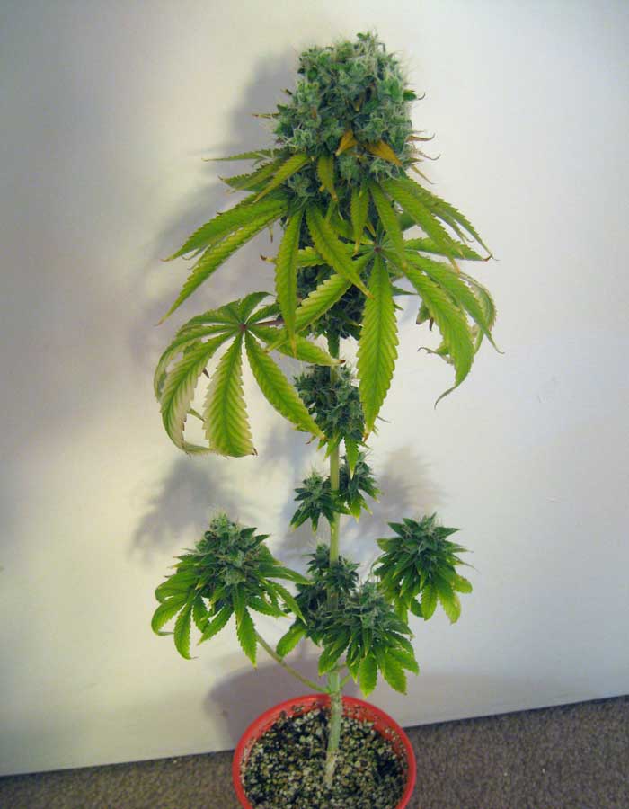 Example of a plant that has been given a 12-12 light schedule from seed