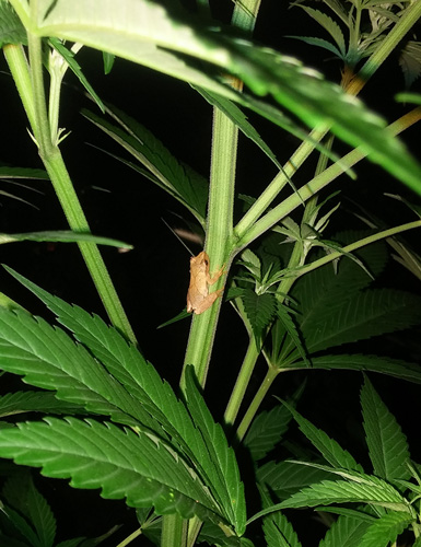 Lookit! A little frog on the weed!