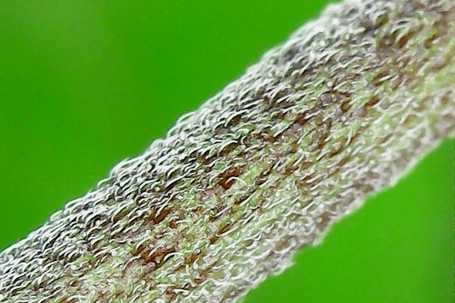 Those hairs and trichomes from a little further away