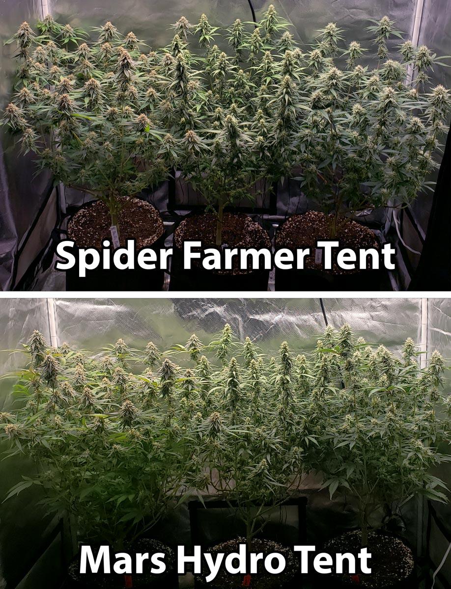 https://www.growweedeasy.com/wp-content/uploads/2021/06/spider-farmer-vs-mars-hydro-plants-day-72-flowering-day-43.jpg
