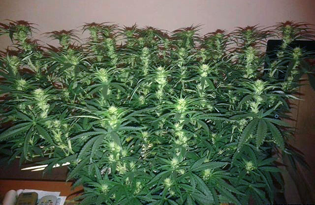 Fluxed flowering cannabis plant