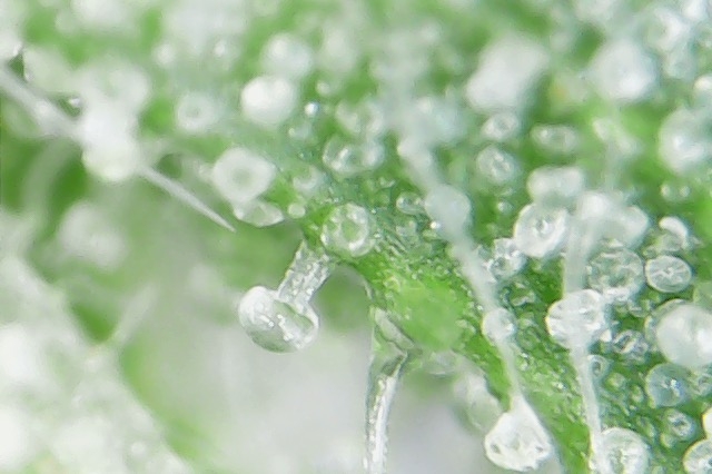 Trichomes and cystolithic hairs closeup