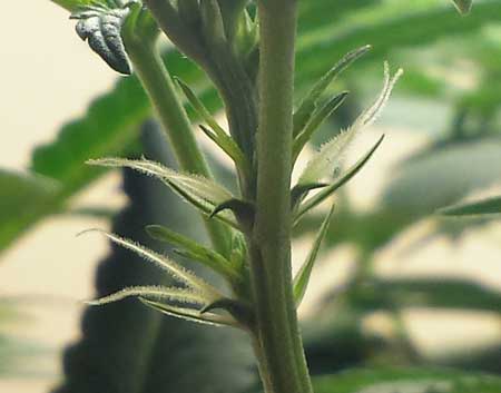 A female cannabis plant putting out white pistils - these "hairs" mark the beginning of the cannabis flowering stage and will eventually develop into buds