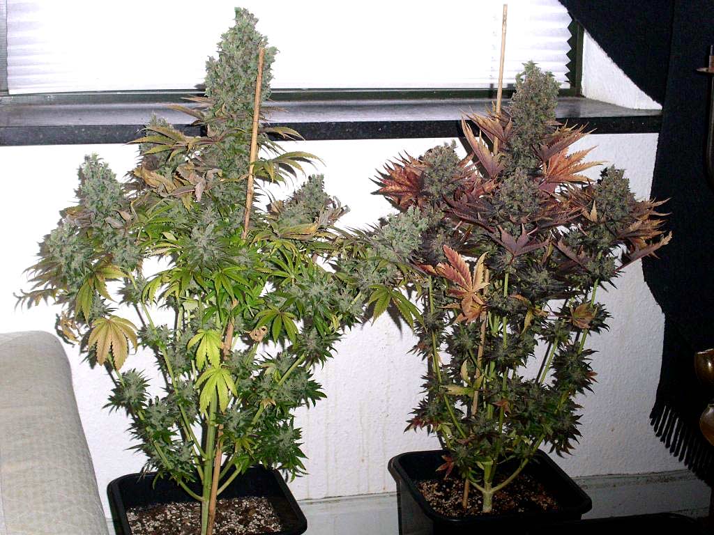 Two auto-flowering cannabis plants