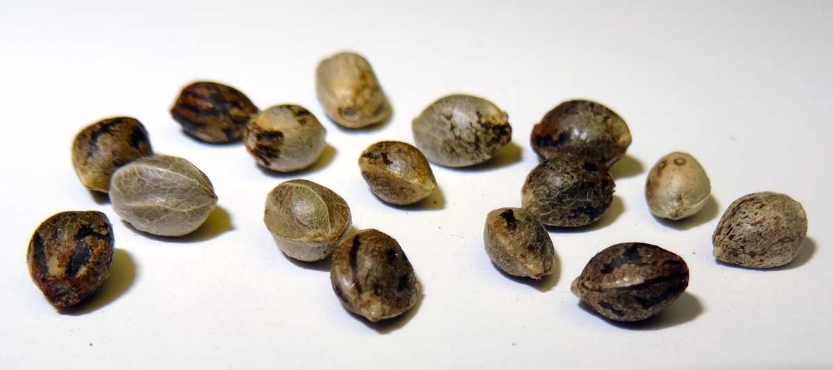 Want to buy cannabis seeds for your next grow?