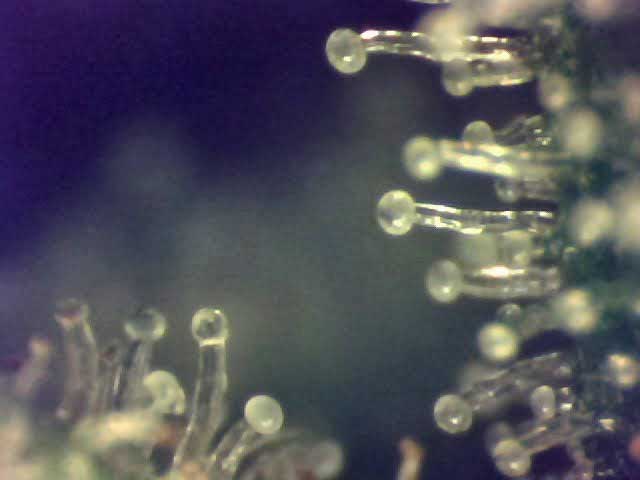Closeup of lovely trichomes