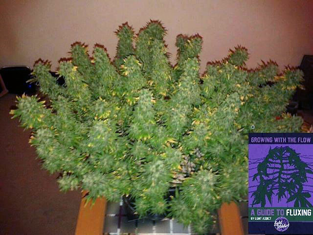 A "fluxed" cannabis plant before harvest