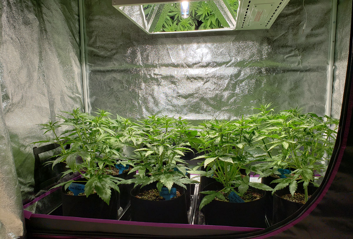 A side view of those auto-flowering plants