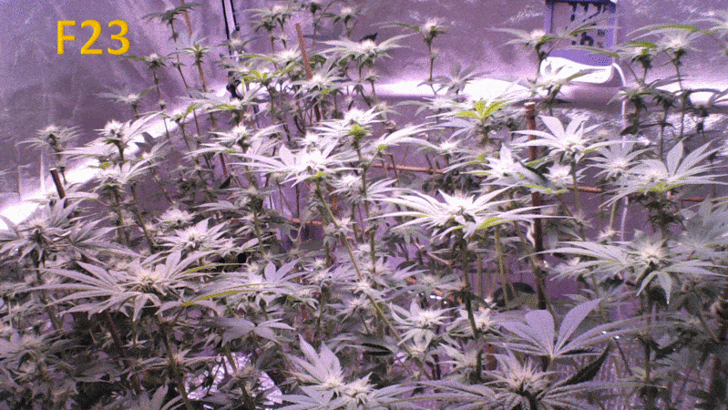 Timelapse of plants in the flowering stage