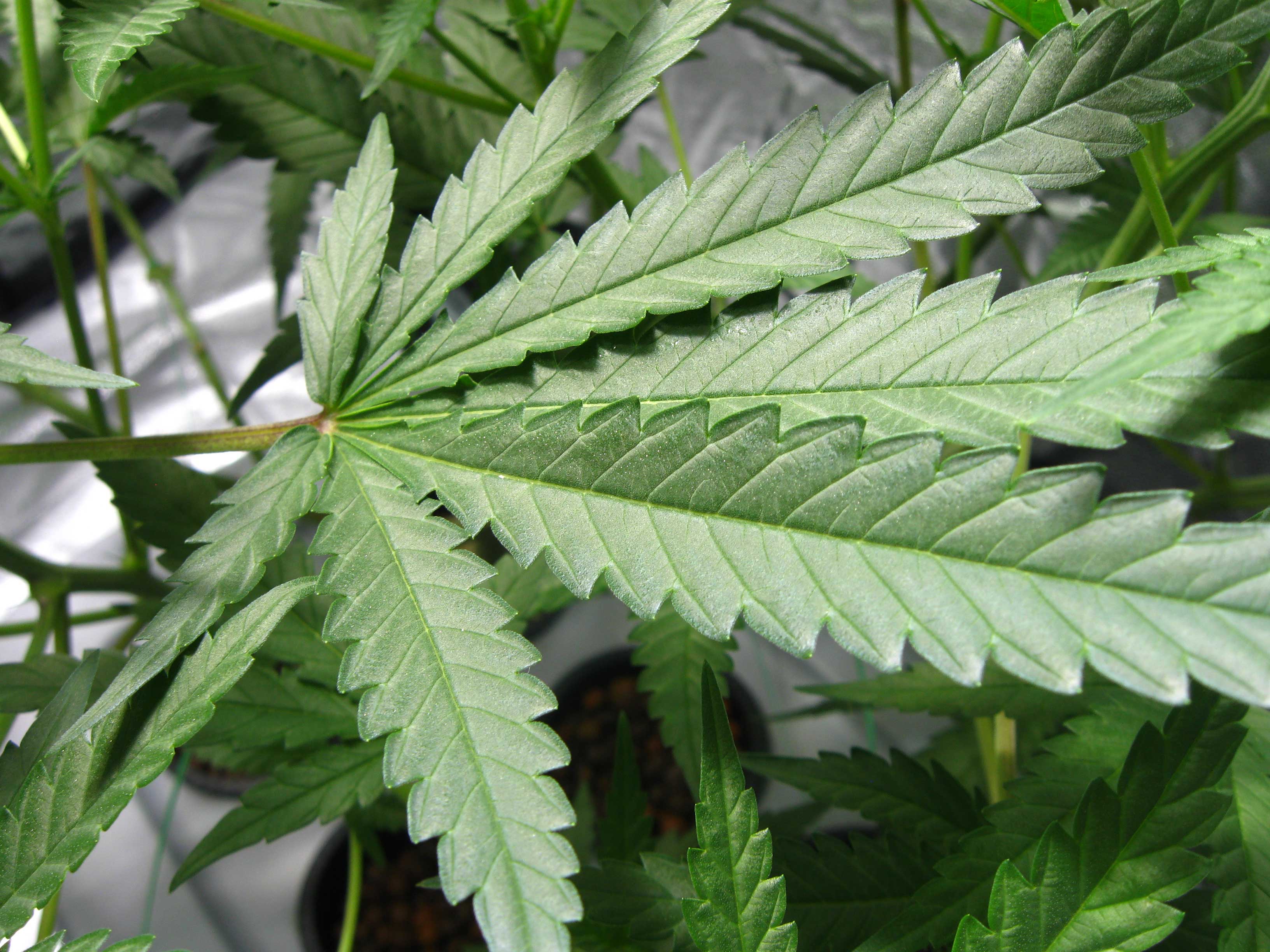 Healthy marijuana leaf