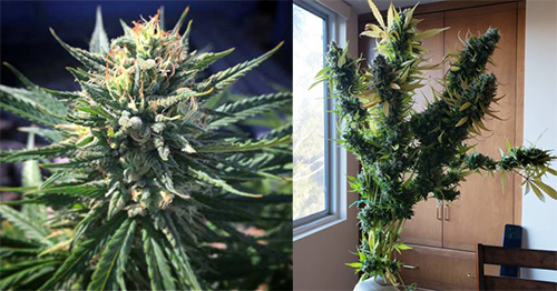 These strains can take the heat!