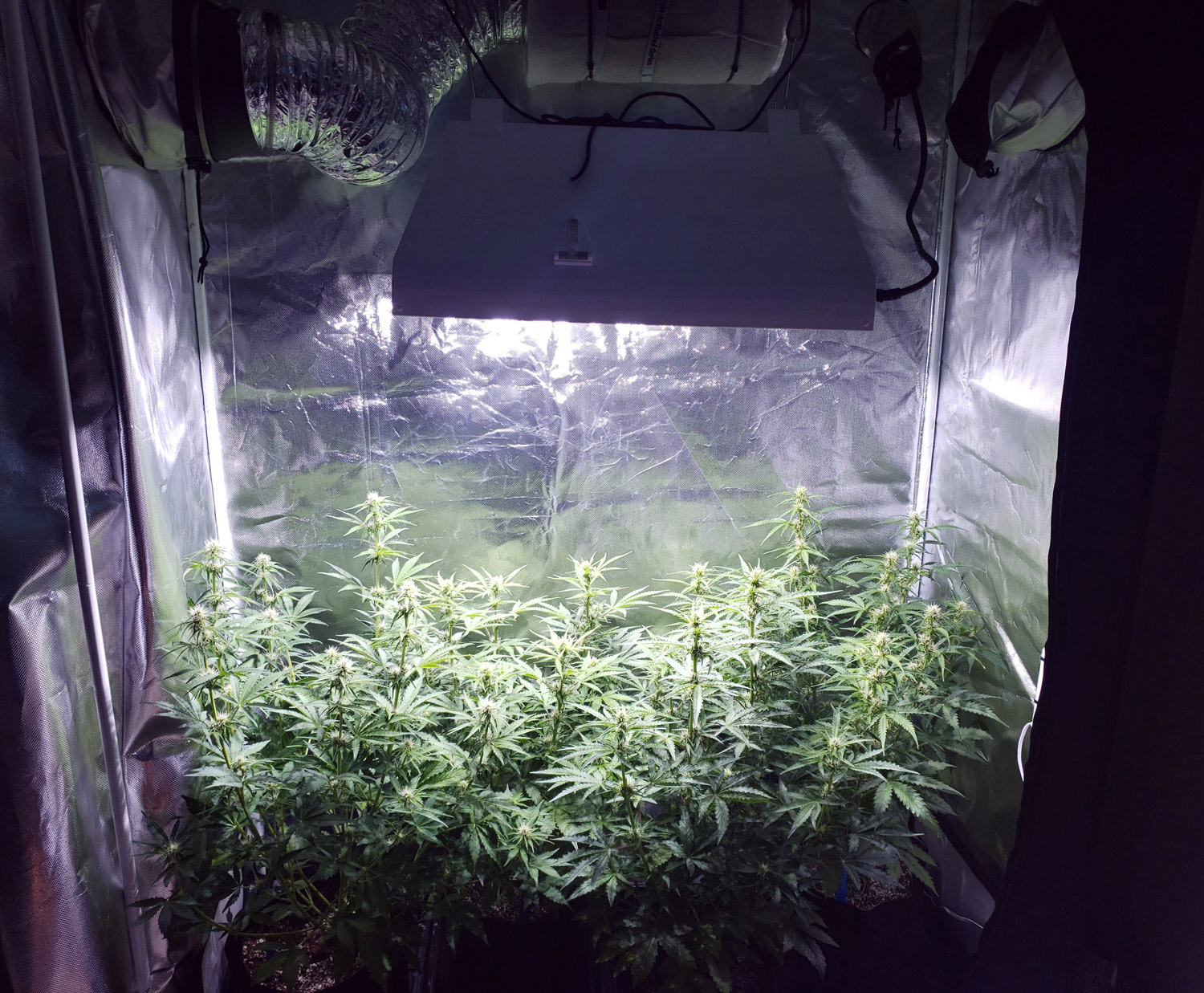 Our mid-sized tent can harvest a pound of weed!