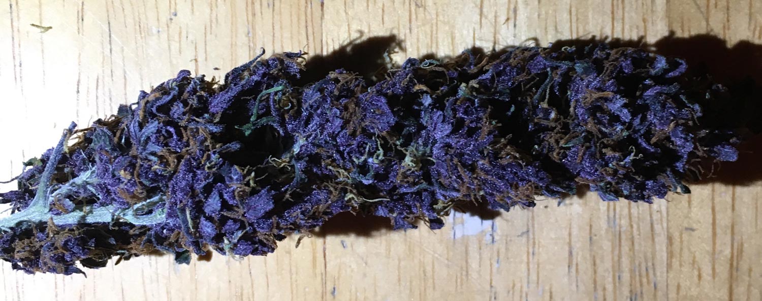 Dried and manicured purple bud, check out that intense color!