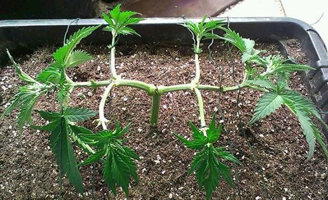 Next step of fluxing a marijuana plant