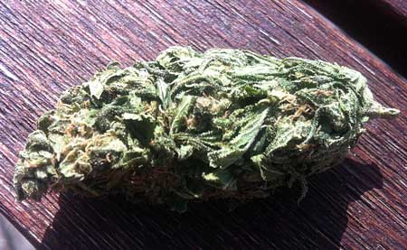 An example of an untrimmed cannabis bud - the sugar leaves have not been removed!