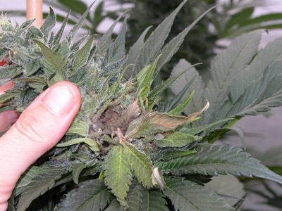 Example of bud rot