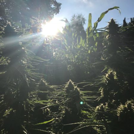 Outdoor cannabis bud paradise