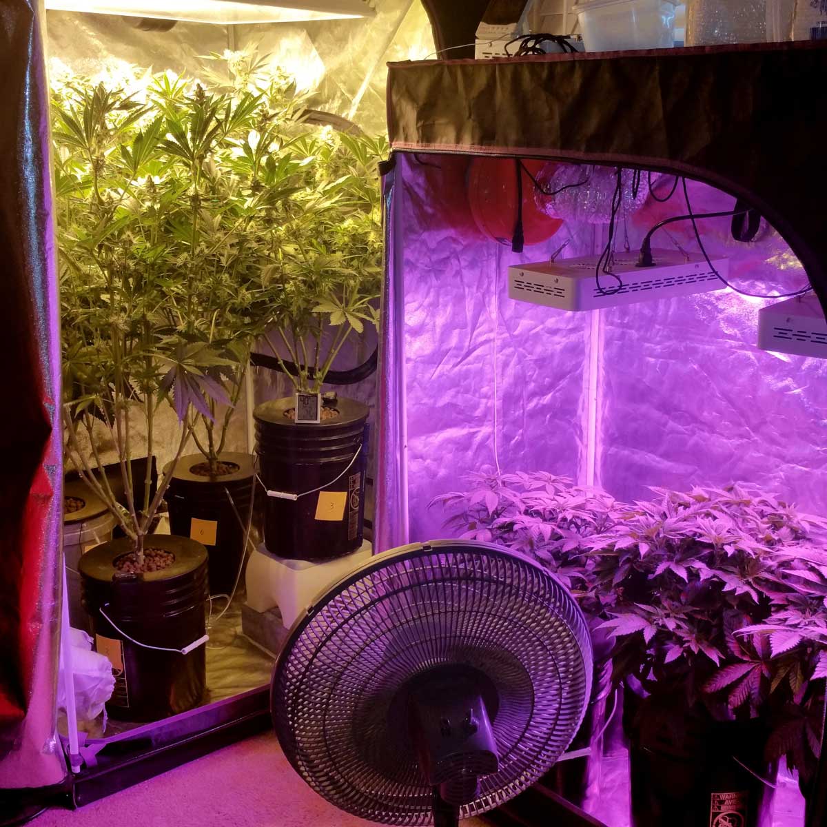 Example of a vegetative and flowering grow tent next to each other