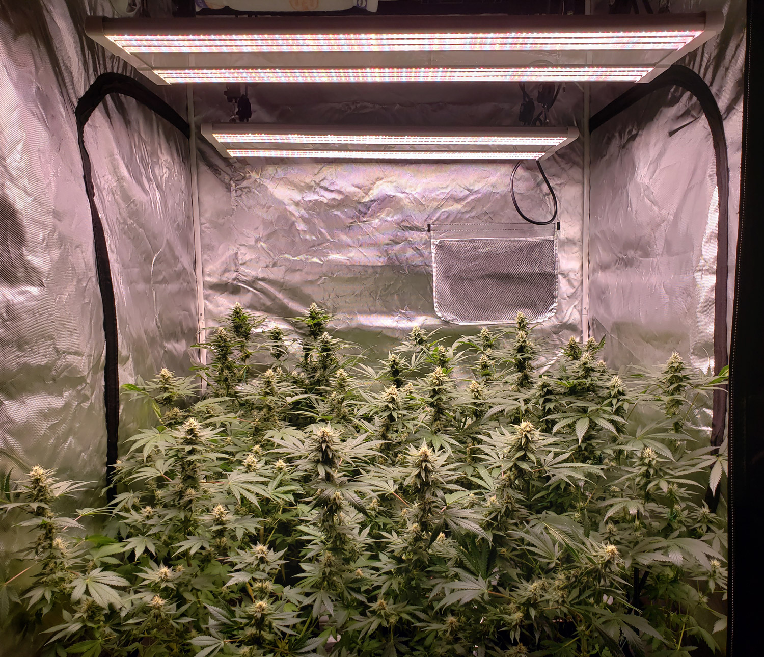 The large tent can harvest a pound from a single plant under the right conditions!