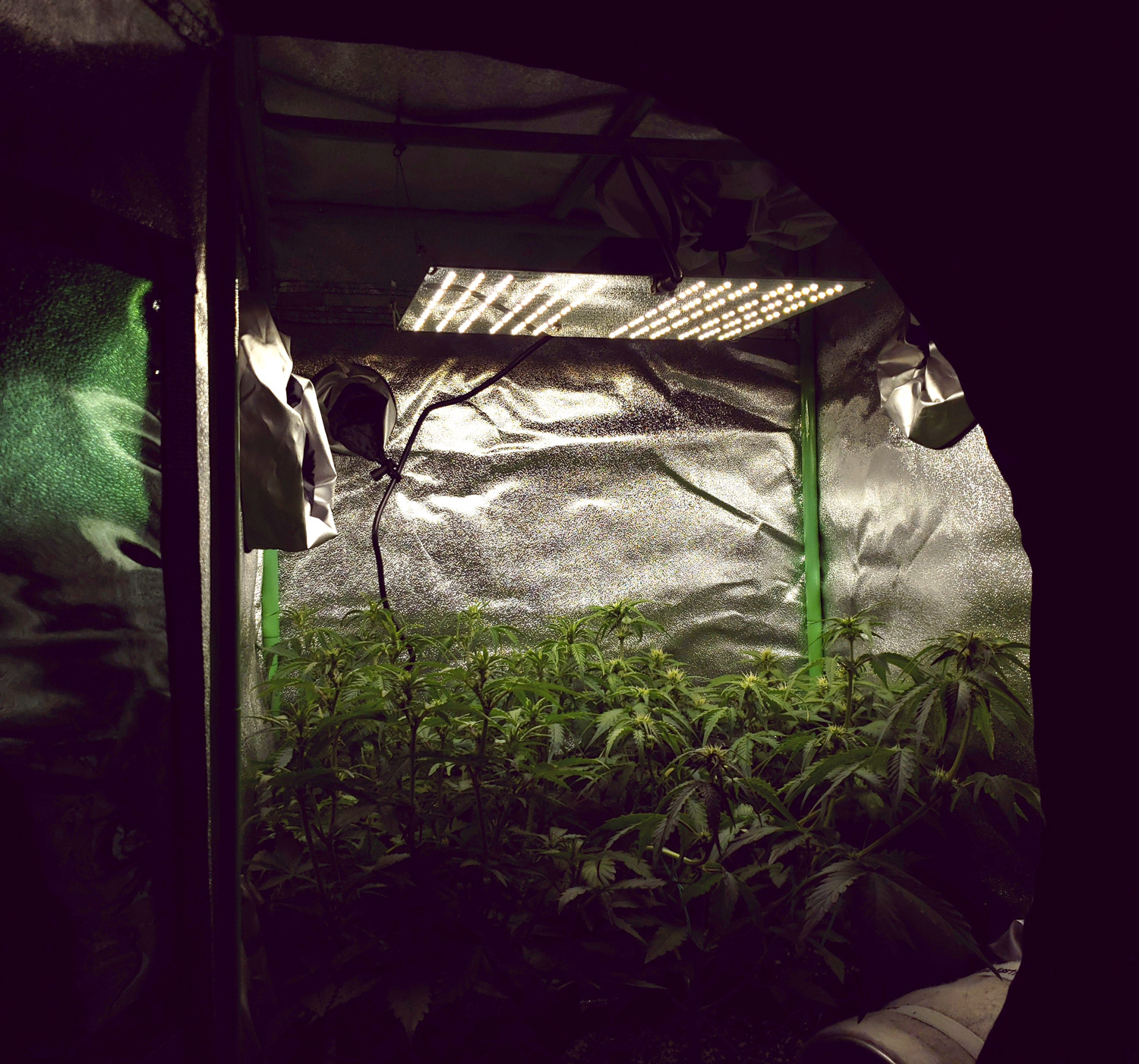 Our mini tent growing weed