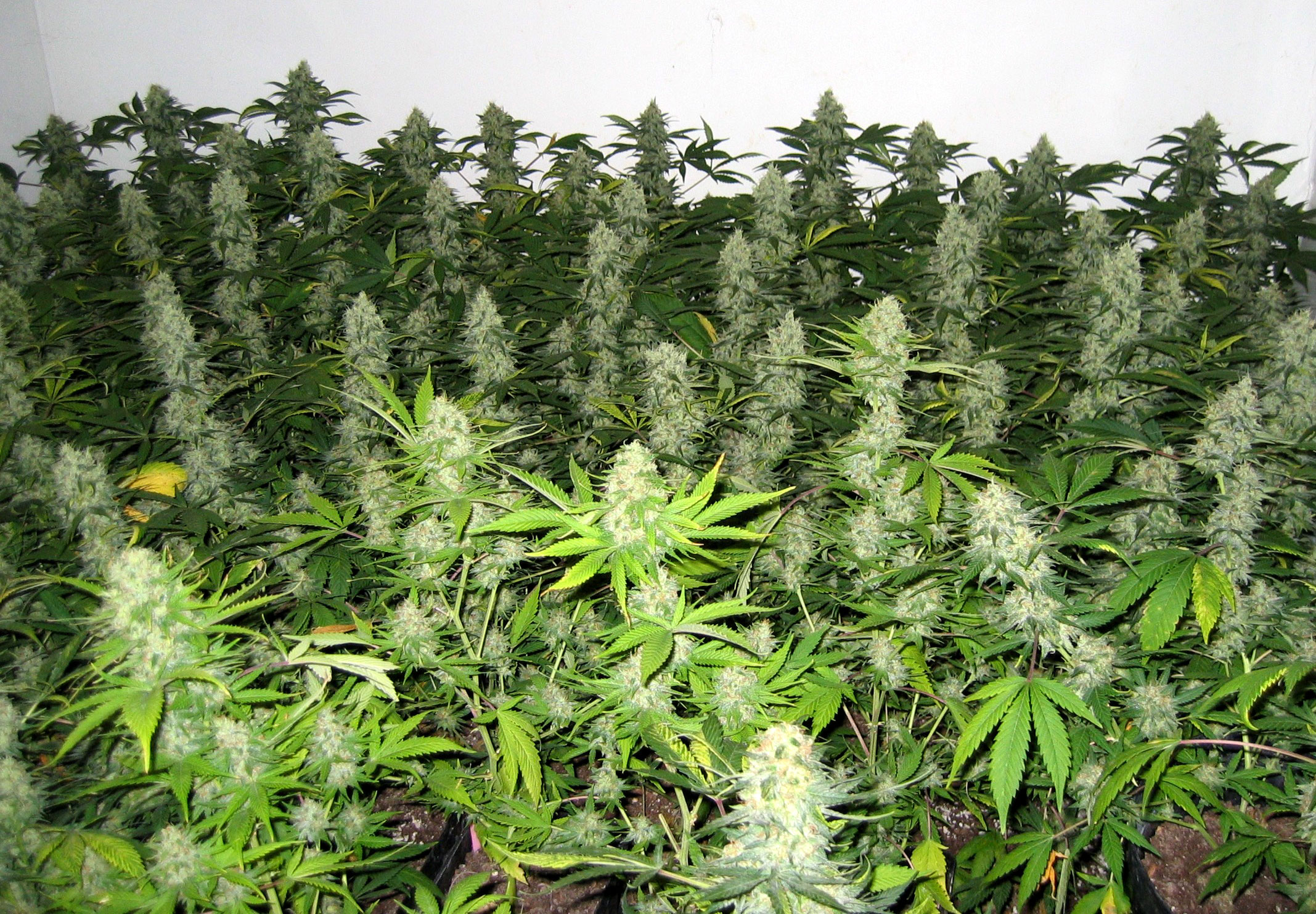 Example of a SoG in action with Master Kush plants. Beautiful!