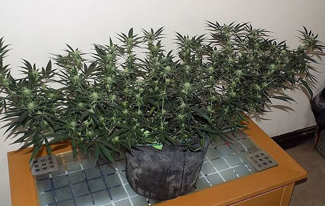 A beautiful fluxed cannabis plant
