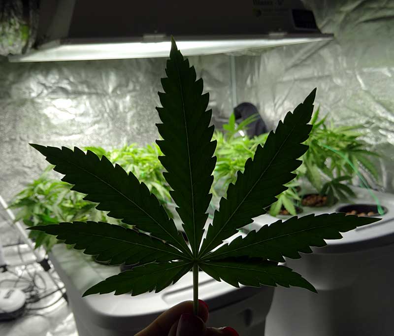 Example of a cannabis grow tent