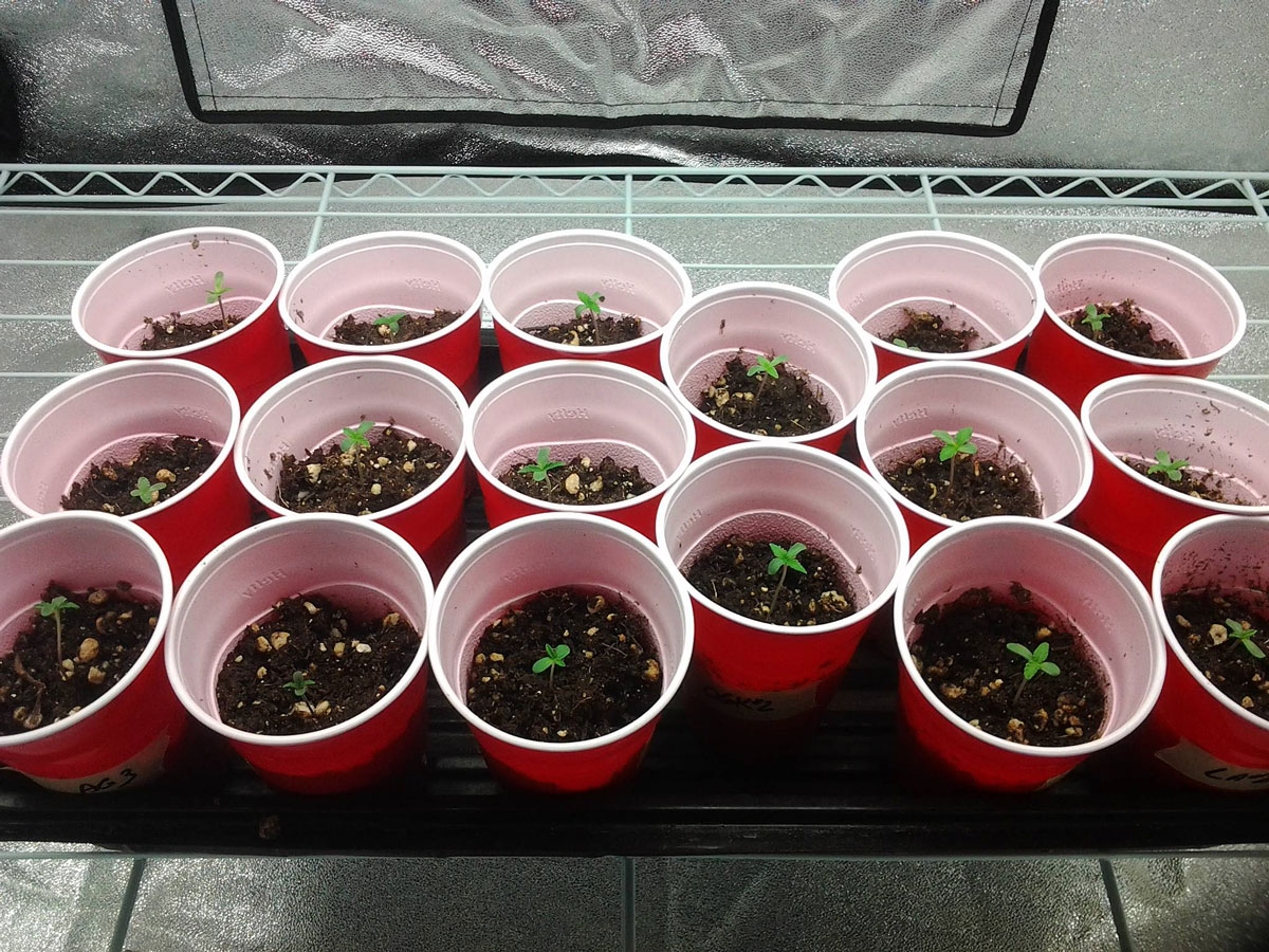 Many happy seedlings in solo cups :)