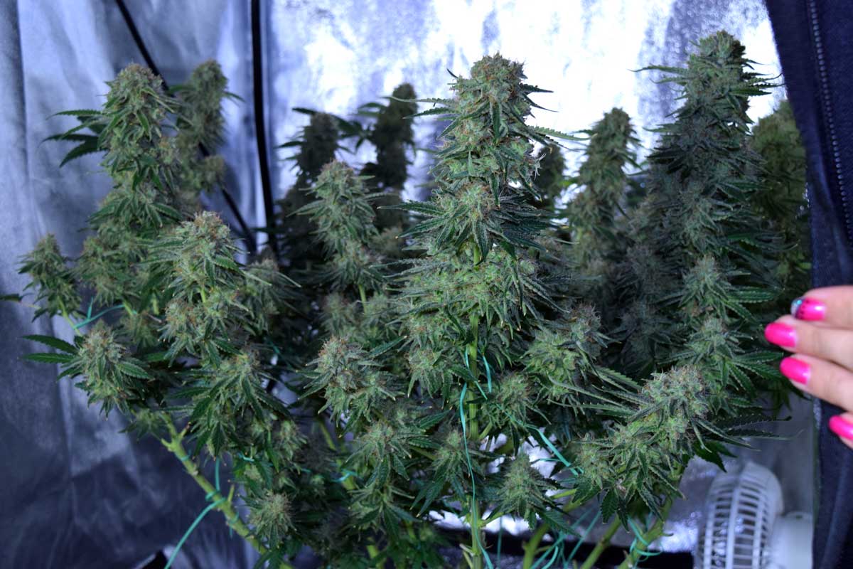 Example of cannabis plants in a grow tent