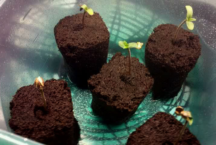 Cannabis seedlings growing in Rapid Rooters