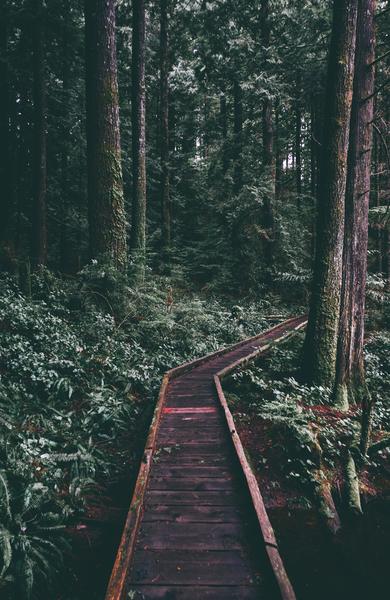 photo of a wooden walkway through a tall pine forest.jpeg