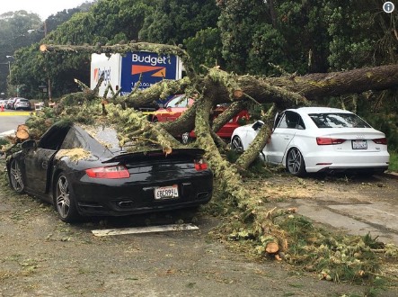 TREE FALLS ON PORSCHE